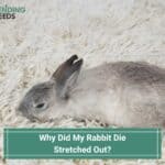 Why Did My Rabbit Die Stretched Out? Top Reasons & Explanations. (2023)