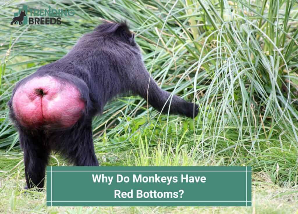 Why-Do-Monkeys-Have-Red-Bottoms-template