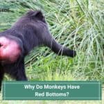 Why Do Monkeys Have Red Bottoms? Facts About Their Color! (2023)