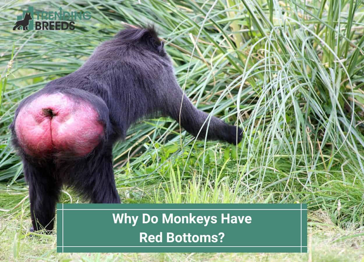 Why Do Monkeys Have Red Bottoms? Facts About Their Color! (2024)
