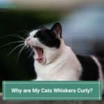 Why-are-My-Cats-Whiskers-Curly-template