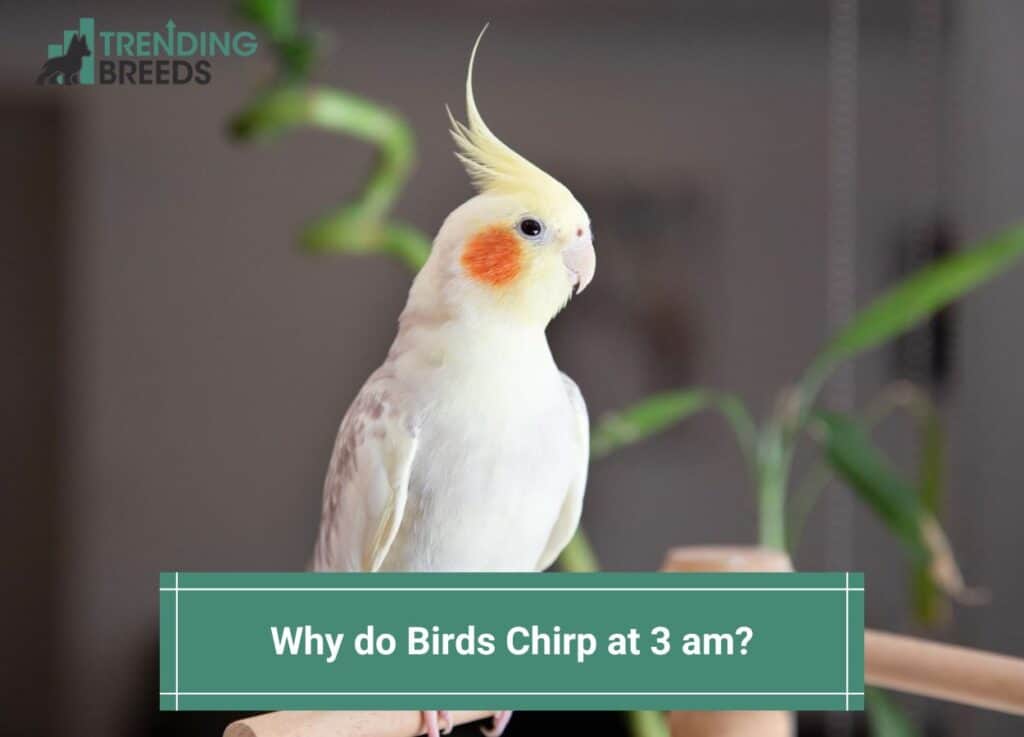 Why Do Birds Chirp at 3 am? Common Reasons! (2024)