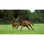 10 Best Horse Rescues in British Columbia (BC)! (2024)