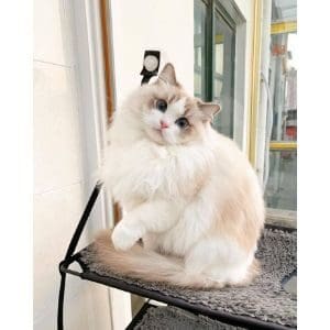 10-Ragdoll-Rescues-in-the-UK