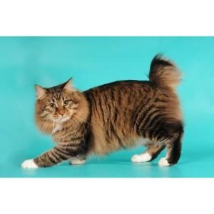 American-Bobtail