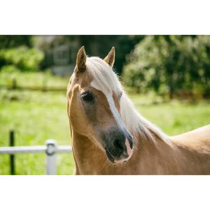 Angels-Haven-Horse-Rescue