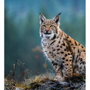 Are-There-Domestic-Cats-that-Look-Like-Bobcats