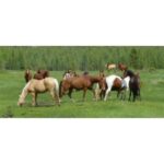 10 Best Horse Rescues in British Columbia (BC)! (2024)