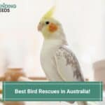 8 Best Bird Rescues in Australia! (2023)