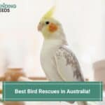 Best-Bird-Rescues-in-Australia-template