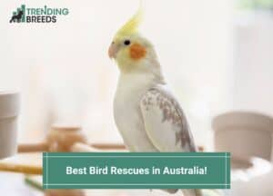 Best-Bird-Rescues-in-Australia-template