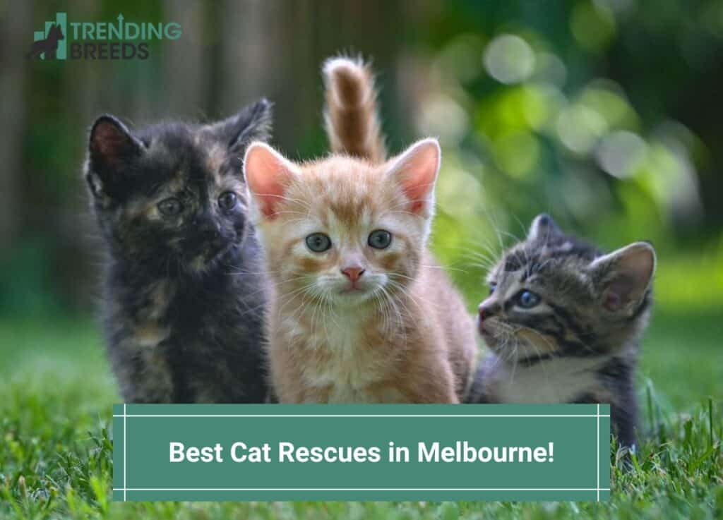 Best-Cat-Rescues-in-Melbourne-template