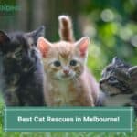 4 Best Cat Rescues in Melbourne! (2023)