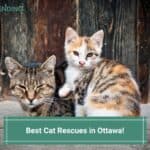Best-Cat-Rescues-in-Ottawa-template