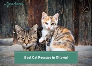 Best-Cat-Rescues-in-Ottawa-template