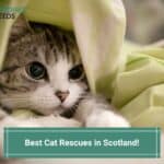 7 Best Cat Rescues in Scotland! (2023)