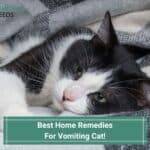 Best Home Remedies For Vomiting Cat! (2023)