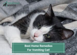 Best-Home-Remedies-For-Vomiting-Cat-template
