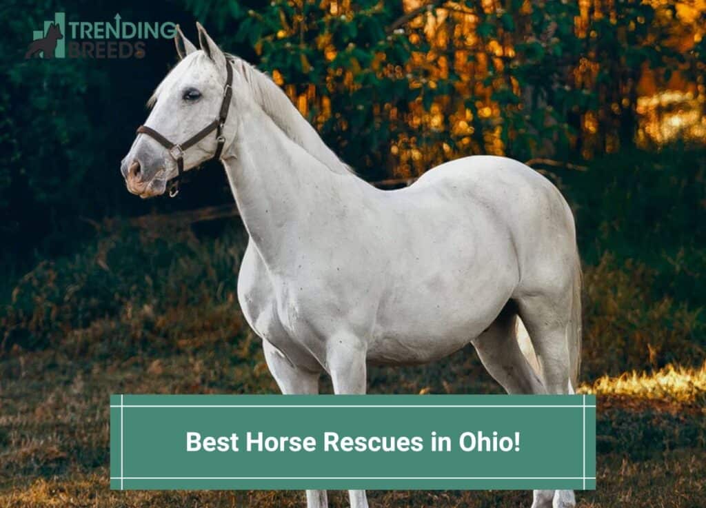 Best-Horse-Rescues-in-Ohio-template