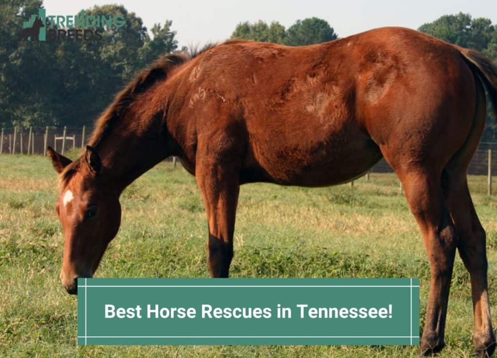 Best-Horse-Rescues-in-Tennessee-template