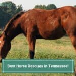 5 Best Horse Rescues in Tennessee! (2023)