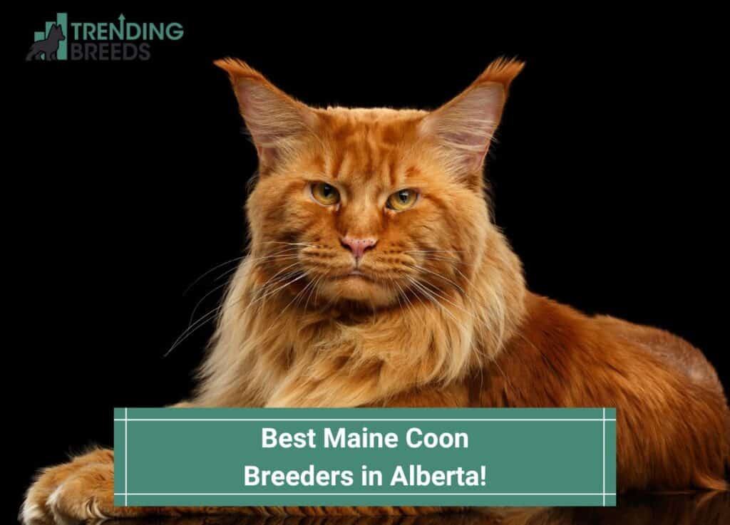 Best-Maine-Coon-Breeders-in-Alberta-template