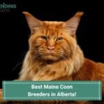 Best-Maine-Coon-Breeders-in-Alberta-template