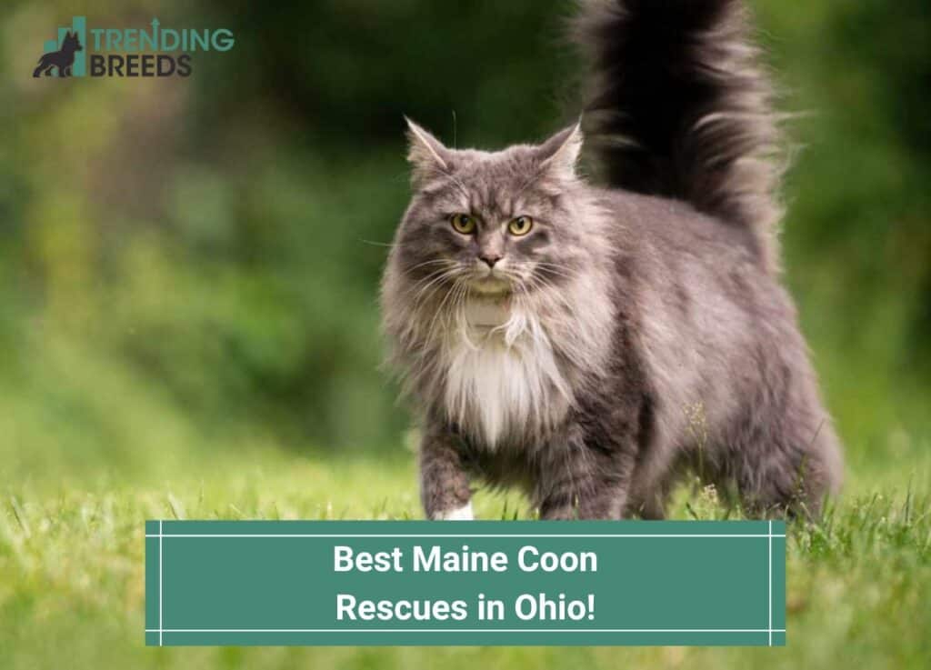 Best-Maine-Coon-Rescues-in-Ohio-template