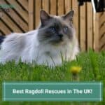 10 Best Ragdoll Rescues in The UK! (2023)