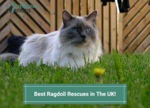 Best-Ragdoll-Rescues-in-The-UK-template