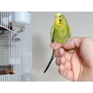 Bird-Rehoming-Services