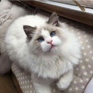British-Ragdoll-Cat-Club-Rescue-and-Rehome