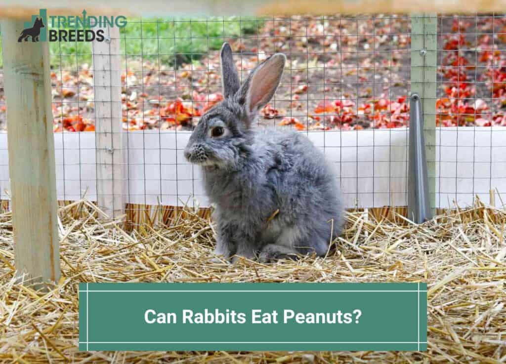 Can-Rabbits-Eat-Peanuts-template