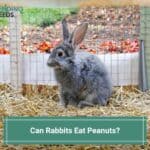 Can Rabbits Eat Peanuts? What You Need to Know! (2023)