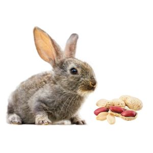 Can-Rabbits-Eat-Peanuts