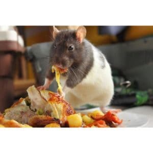Can-Rats-Eat-Cat-Food