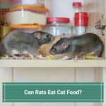 Can Rats Eat Cat Food? What You Need to Know! (2023)