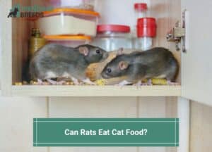Can-Rats-Eat-Cat-Food-template