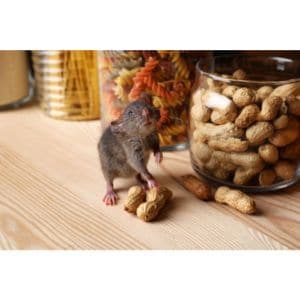 Can-Rats-Eat-Peanut-Butter-Shells