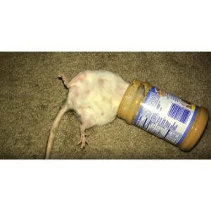 Can-Rats-Have-Peanut-Butter