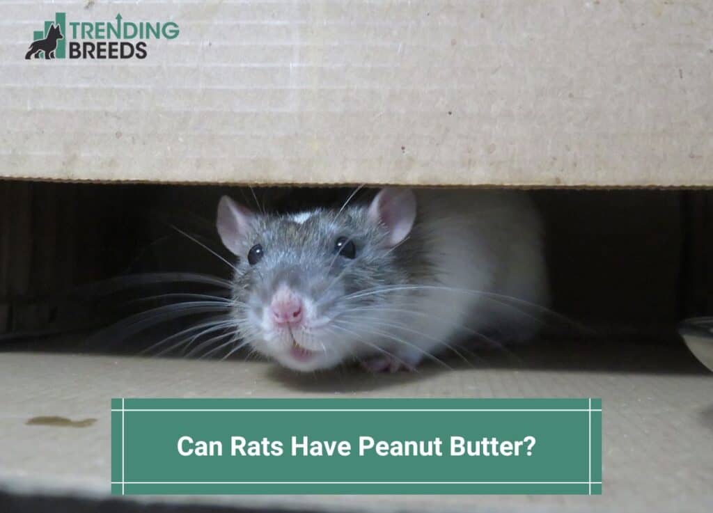 Can-Rats-Have-Peanut-Butter-template