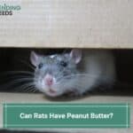 Can Rats Have Peanut Butter? You'll Be Surprised! (2023)