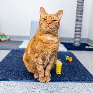 Cats-Protection-Glasgow-Adoption-Centre