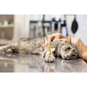 Causes-of-Vomiting-in-Cats