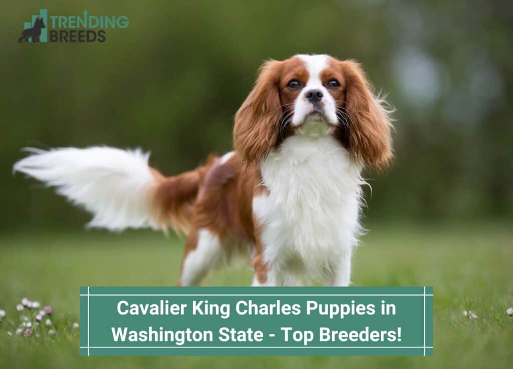 Cavalier-King-Charles-Puppies-in-Washington-State-Top-Breeeders-template