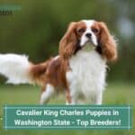 Cavalier King Charles Puppies in Washington State - Top 5 Breeders! (2023)