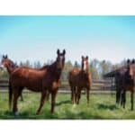 10 Best Horse Rescues in British Columbia (BC)! (2024)