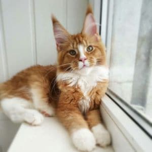 Colony-Cats-Adoption-Center