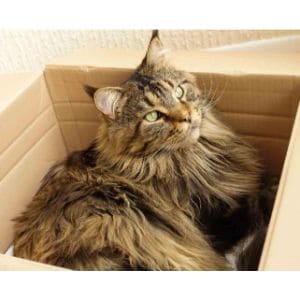 Conclusion-For-Best-Maine-Coon-Rescues-in-the-UK