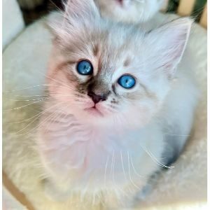 Conclusion-For-Best-Ragdoll-Breeders-in-Scotland